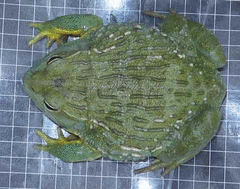 Pyxicephalus adspersus