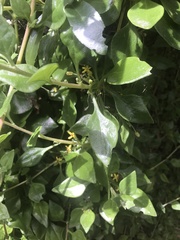 Tetragonia implexicoma