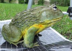 Pyxicephalus adspersus