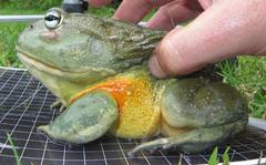 Pyxicephalus adspersus