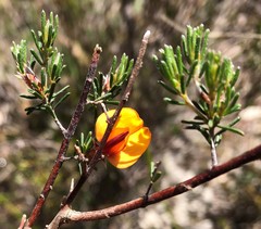 Pultenaea prostrata