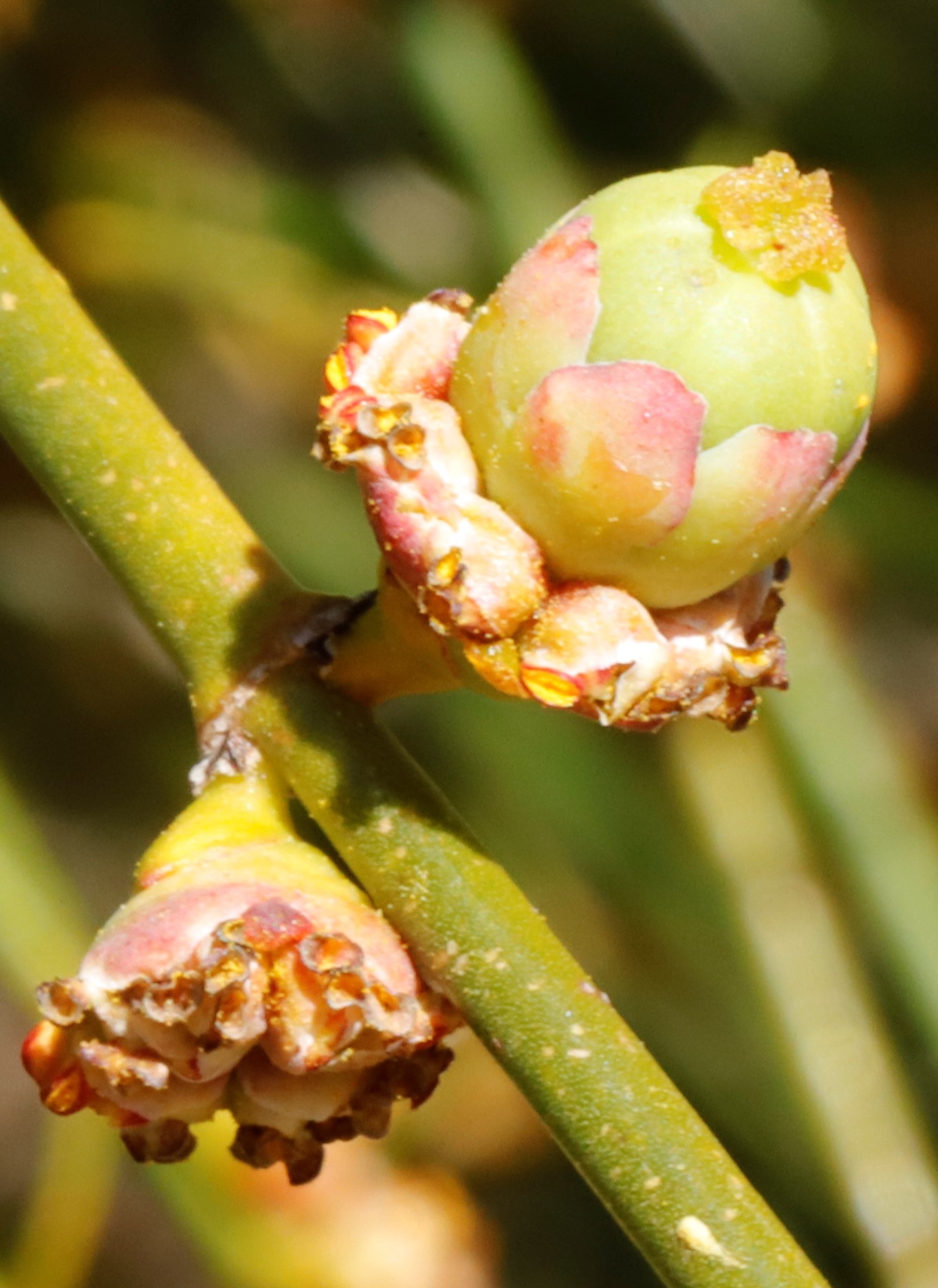 Calycopeplus paucifolius