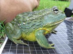 Pyxicephalus adspersus