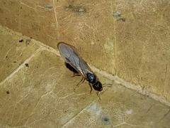 Pheidole megacephala