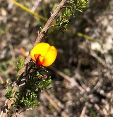 Pultenaea prostrata