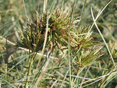 Spinifex longifolius