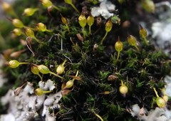 Ptychomitrium drummondii