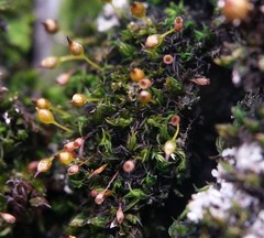 Ptychomitrium drummondii