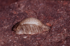 Testacella gestroi