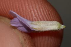 Amphithalea axillaris