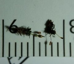 Ptychomitrium drummondii