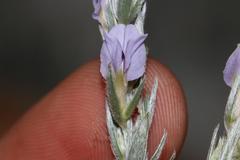 Amphithalea axillaris