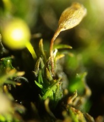 Ptychomitrium drummondii