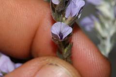 Amphithalea axillaris