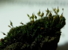 Ptychomitrium drummondii