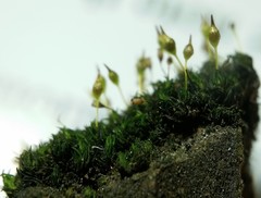 Ptychomitrium drummondii