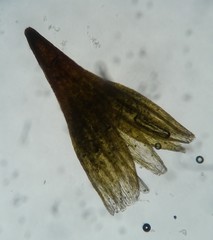 Ptychomitrium drummondii