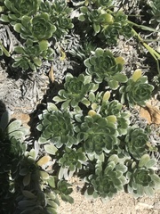 Heliotropium anomalum