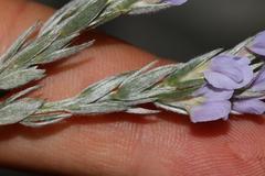 Amphithalea axillaris