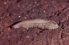 Testacella gestroi