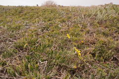 Osteospermum hafstroemii