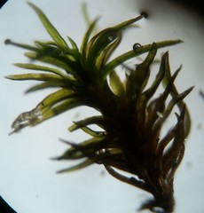 Ptychomitrium drummondii