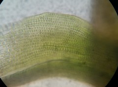 Ptychomitrium drummondii