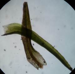 Ptychomitrium drummondii