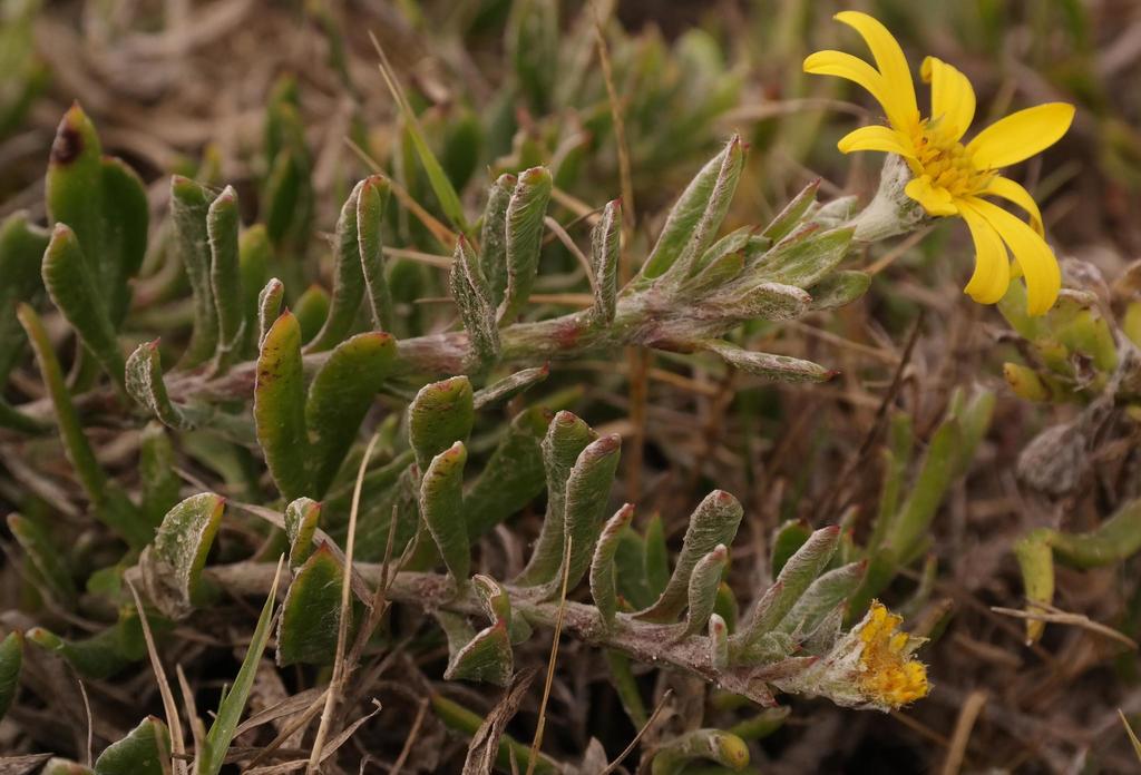 Osteospermum hafstroemii