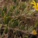 Osteospermum hafstroemii - Photo (c) Nick Helme, algunos derechos reservados (CC BY-SA), subido por Nick Helme