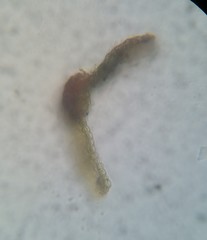 Ptychomitrium drummondii