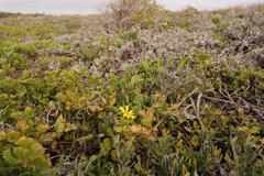 Osteospermum hafstroemii