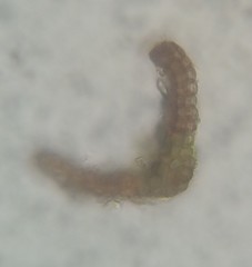 Ptychomitrium drummondii