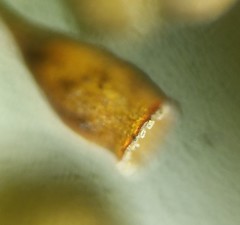 Ptychomitrium drummondii