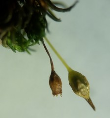 Ptychomitrium drummondii