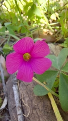 Oxalis arenaria