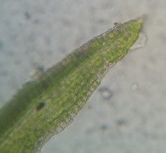 Ptychomitrium drummondii