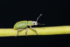 Artipus