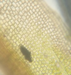 Ptychomitrium drummondii