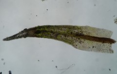 Ptychomitrium drummondii