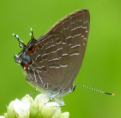Satyrium liparops