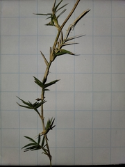 Zoysia