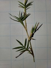 Zoysia