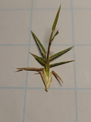 Zoysia