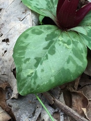 Trillium decumbens
