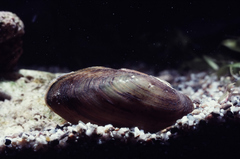 Unio elongatulus