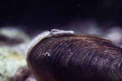 Unio elongatulus