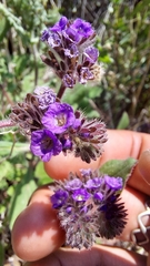 Phacelia brachyantha