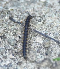 Chondromorpha xanthotricha