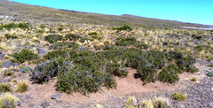Condalia megacarpa